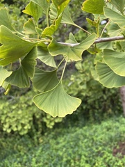 Ginkgo