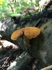 Pholiota granulosa