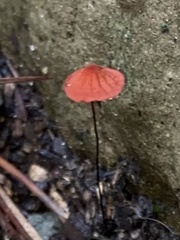 Marasmius pulcherripes