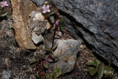 Epilobium clavatum