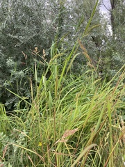 Echinochloa