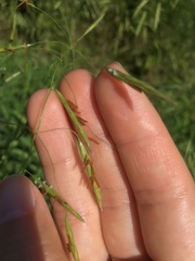 Bromus