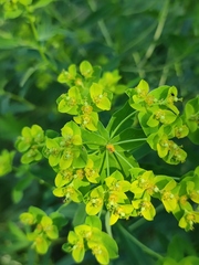Euphorbia semivillosa