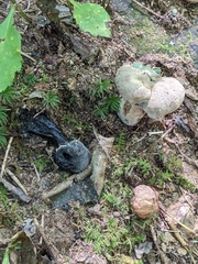 Asterophora lycoperdoides