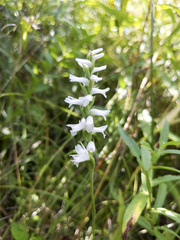 Spiranthes incurva