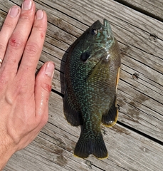 Lepomis macrochirus × cyanellus