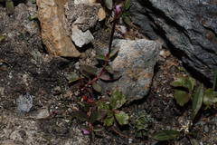 Epilobium clavatum
