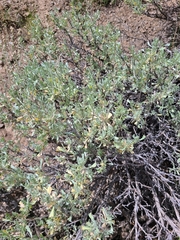 Purshia tridentata