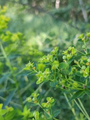 Euphorbia semivillosa