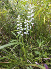 Spiranthes incurva