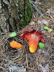 Hypomyces lactifluorum