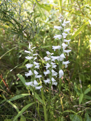 Spiranthes incurva