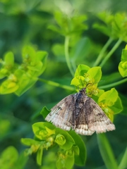 Euclidia glyphica