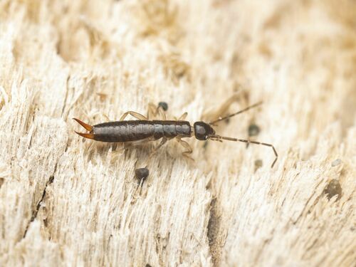 Maritime Earwig photo 3