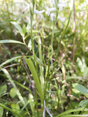 Spiranthes incurva