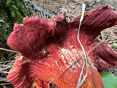 Hypomyces lactifluorum