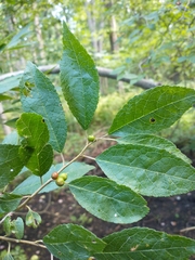 Ilex verticillata