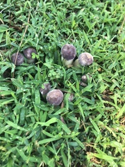 Tylopilus rubrobrunneus