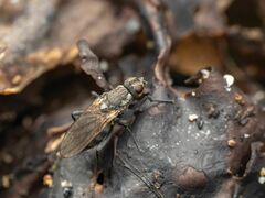 Fucellia