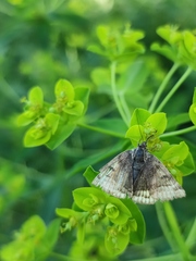 Euclidia glyphica