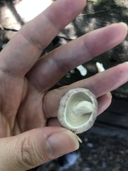 Tylopilus rubrobrunneus