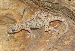 Phyllodactylus nocticolus