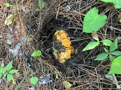 Hypomyces lactifluorum