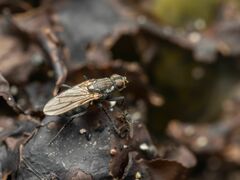 Fucellia