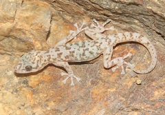 Phyllodactylus nocticolus