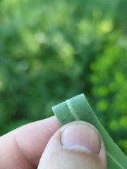 Euphorbia semivillosa