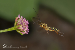 Echthromorpha agrestoria