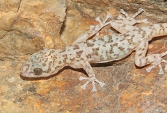 Phyllodactylus nocticolus