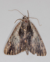 Catocala ultronia