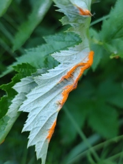 Triphragmium ulmariae