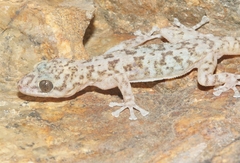 Phyllodactylus nocticolus