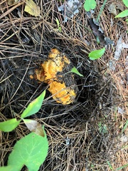 Hypomyces lactifluorum