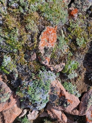Lichinaceae