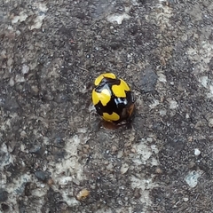 Illeis galbula