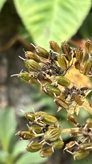 Conioselinum chinense