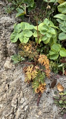 Conioselinum chinense