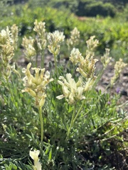 Oxytropis campestris
