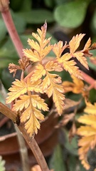 Conioselinum chinense