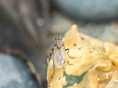 Fucellia