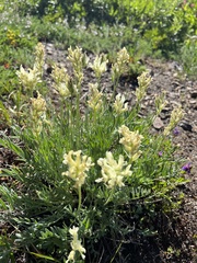 Oxytropis campestris