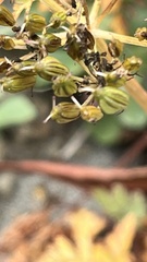 Conioselinum chinense