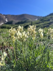 Oxytropis campestris