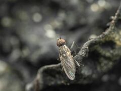 Fucellia
