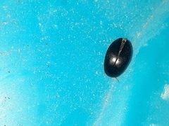 Agabinae