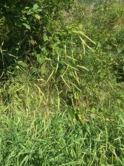 Bromus