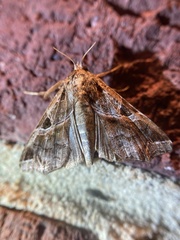 Callopistria floridensis